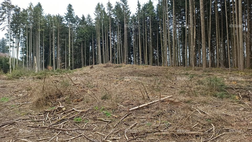 Kranker Wald Deutschland