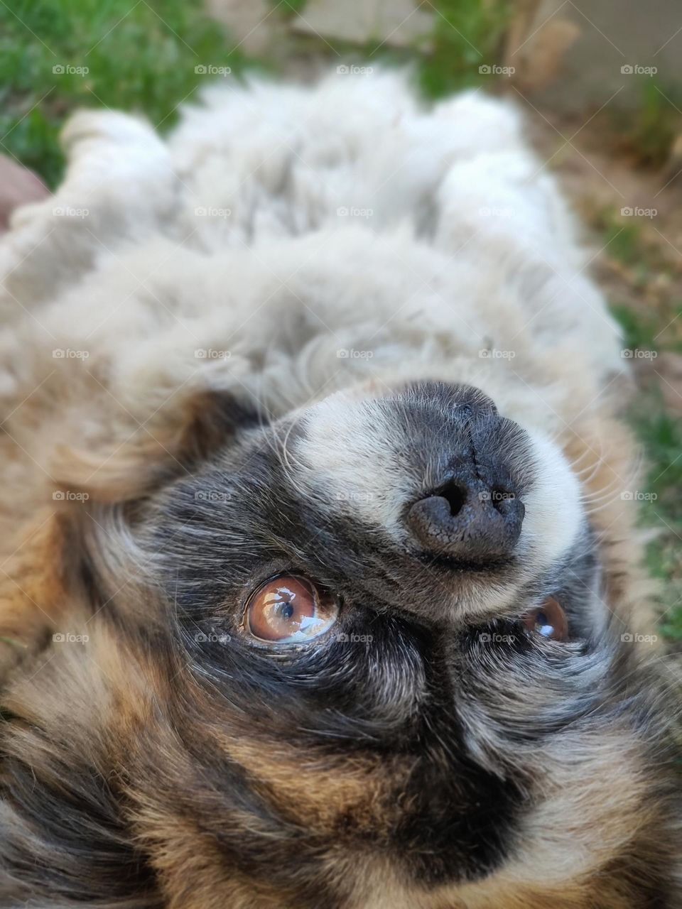 Old male dog, laying on his back