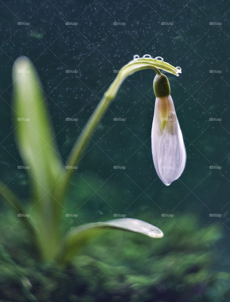 snowdrop in drops