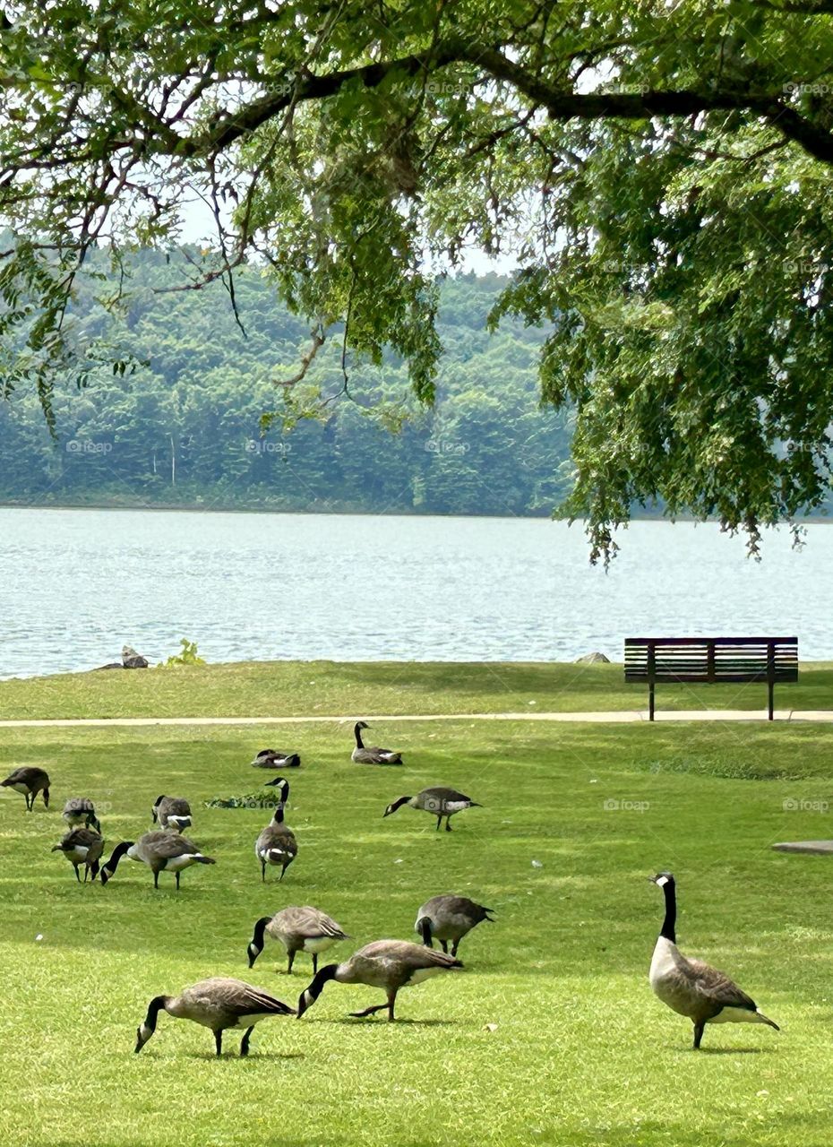 A lot of geese in the grass near a lake