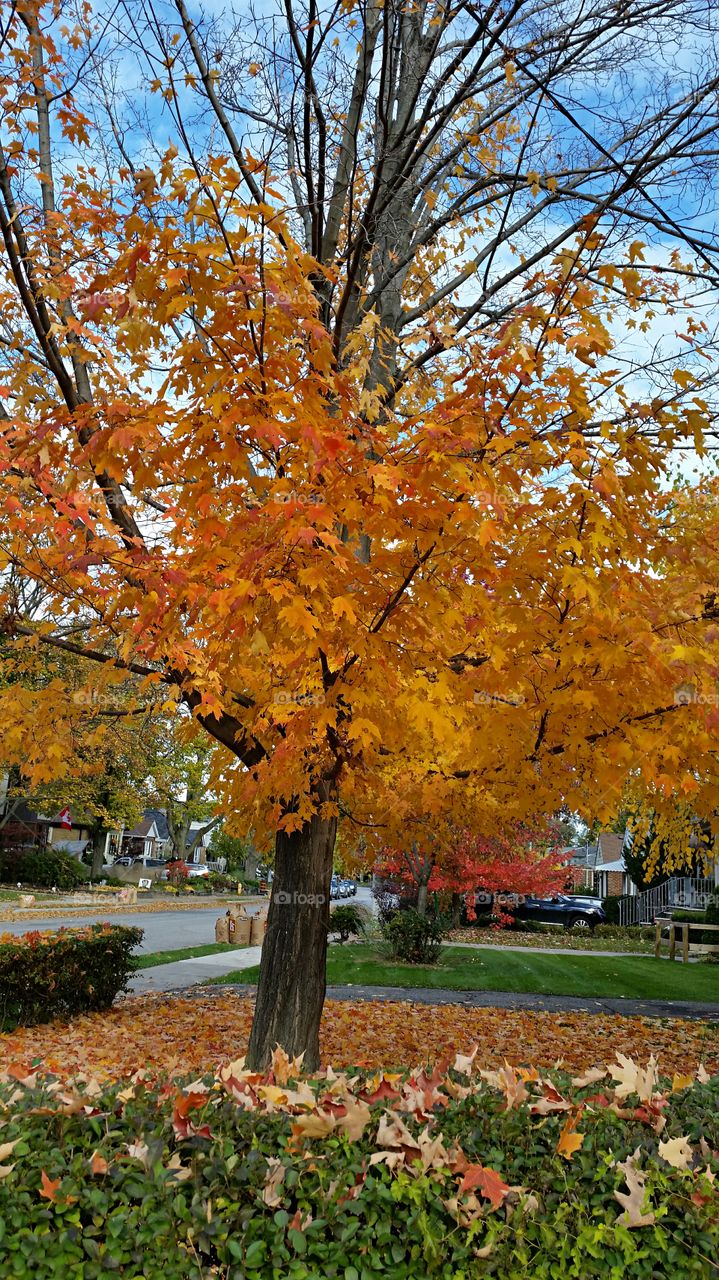 Autumn Leaves. Tree shedding it's colorful Autumn Leaves.