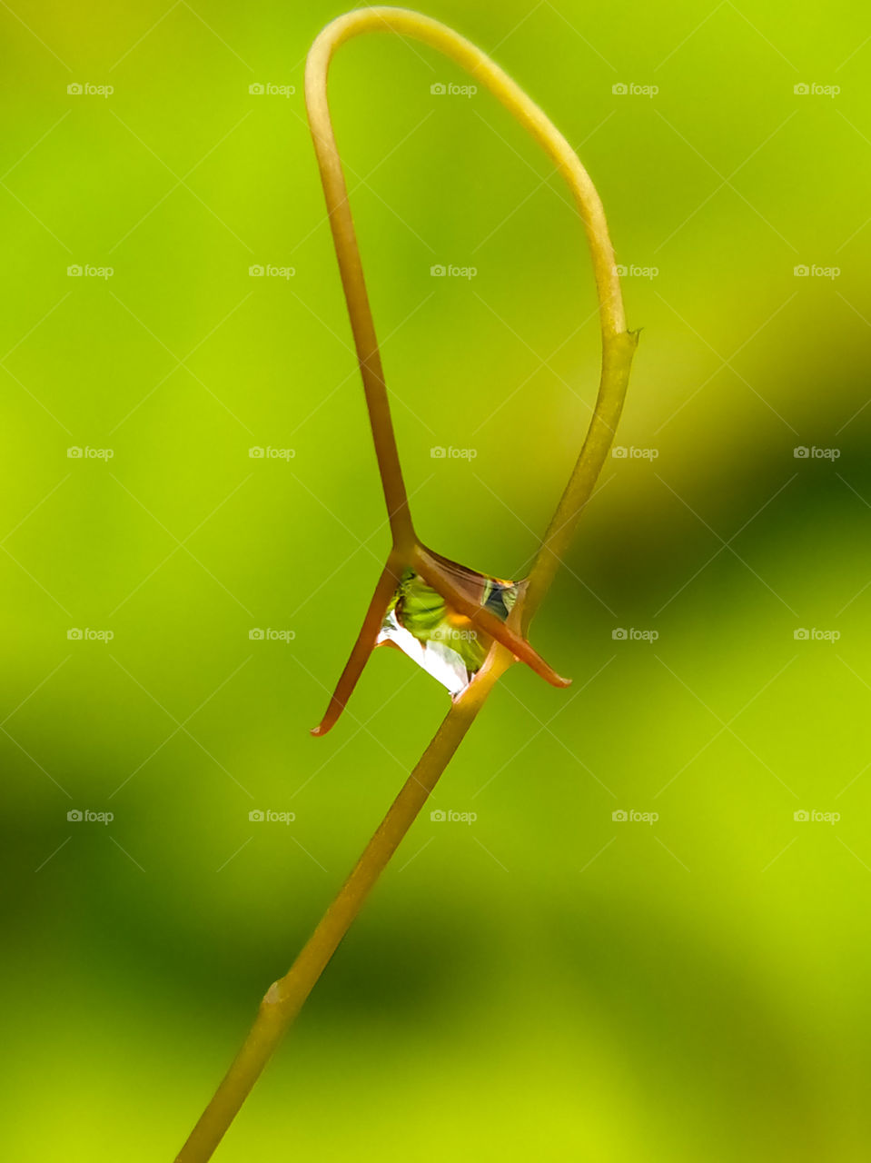 Rain drop on tendrils of plant. Cool scenery in the  rainy season. Look at the picture inside!