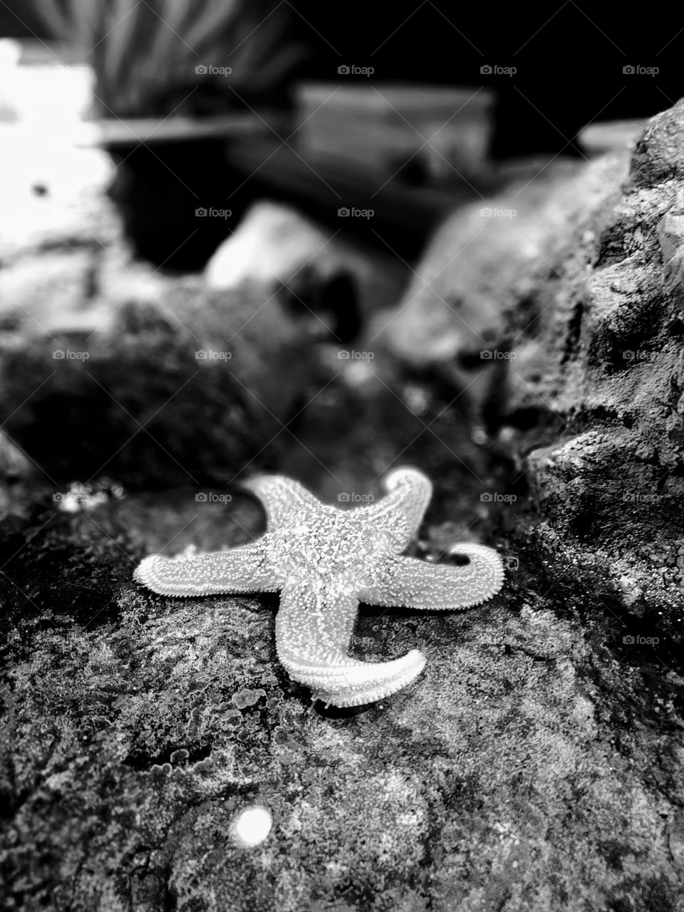 Black and white study of a starfish