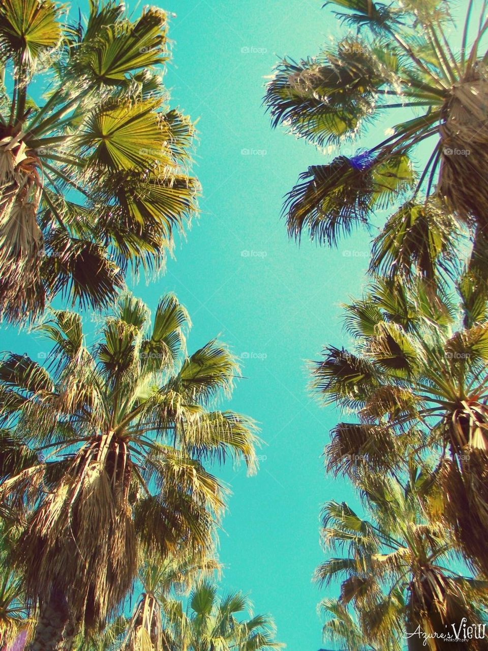 Palm trees