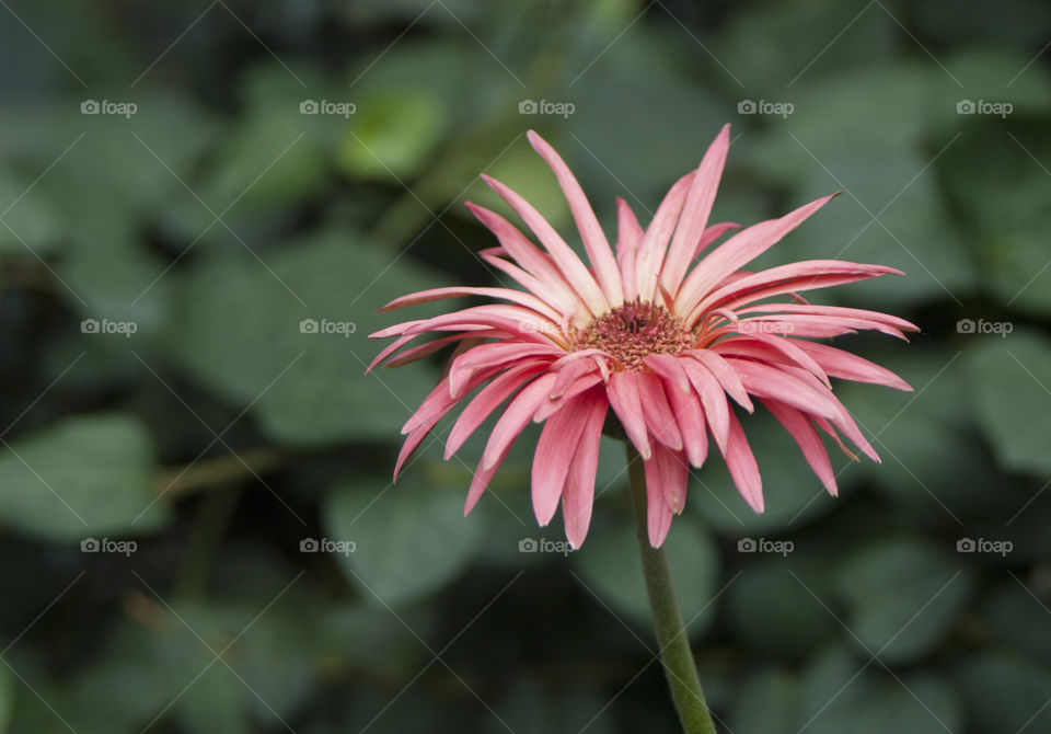 Flowers on the beds