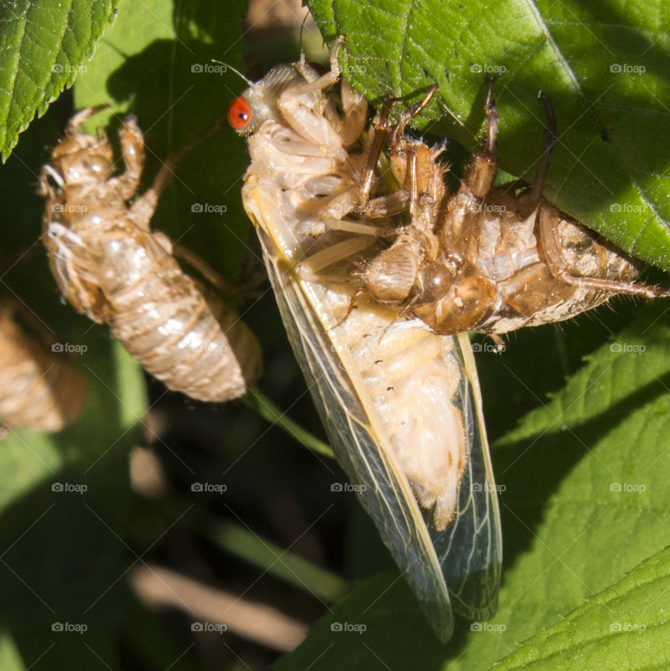 Newly emerged adult seventeen year cicada drying its wings 