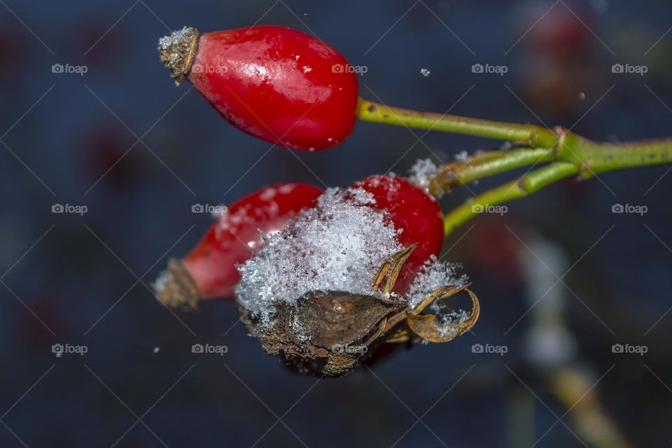 Rosehip berries.