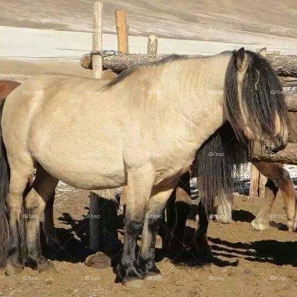 Mongol horse