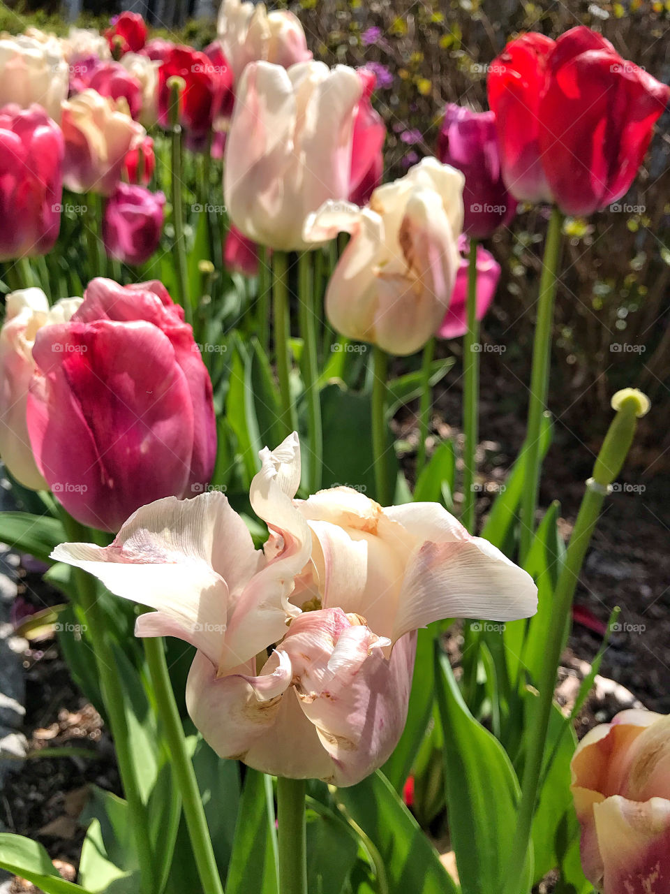 Tulips galore 