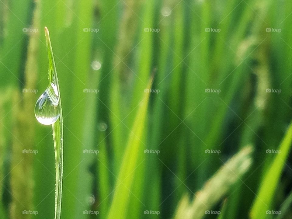 Dew Drop