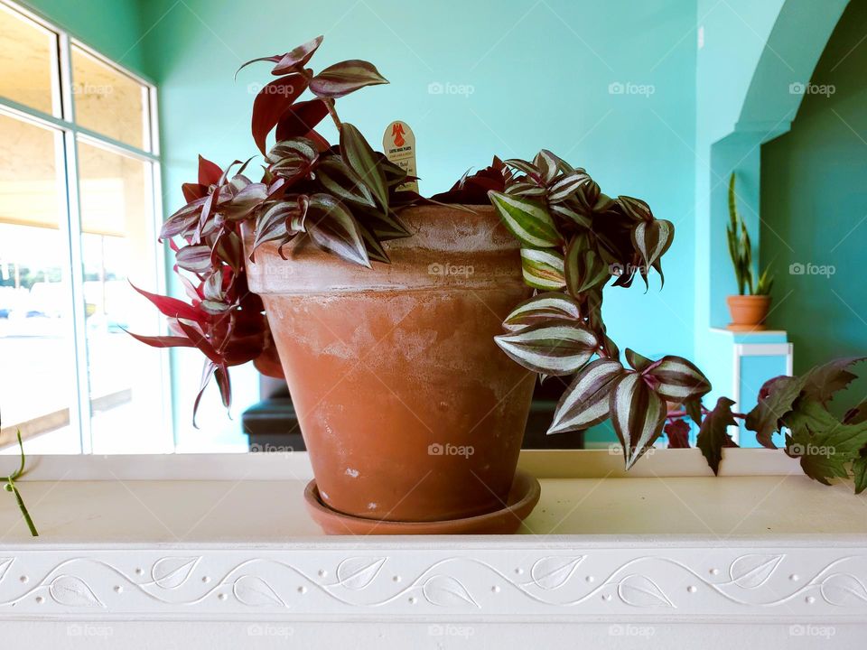 Colorful house plant in clay pot