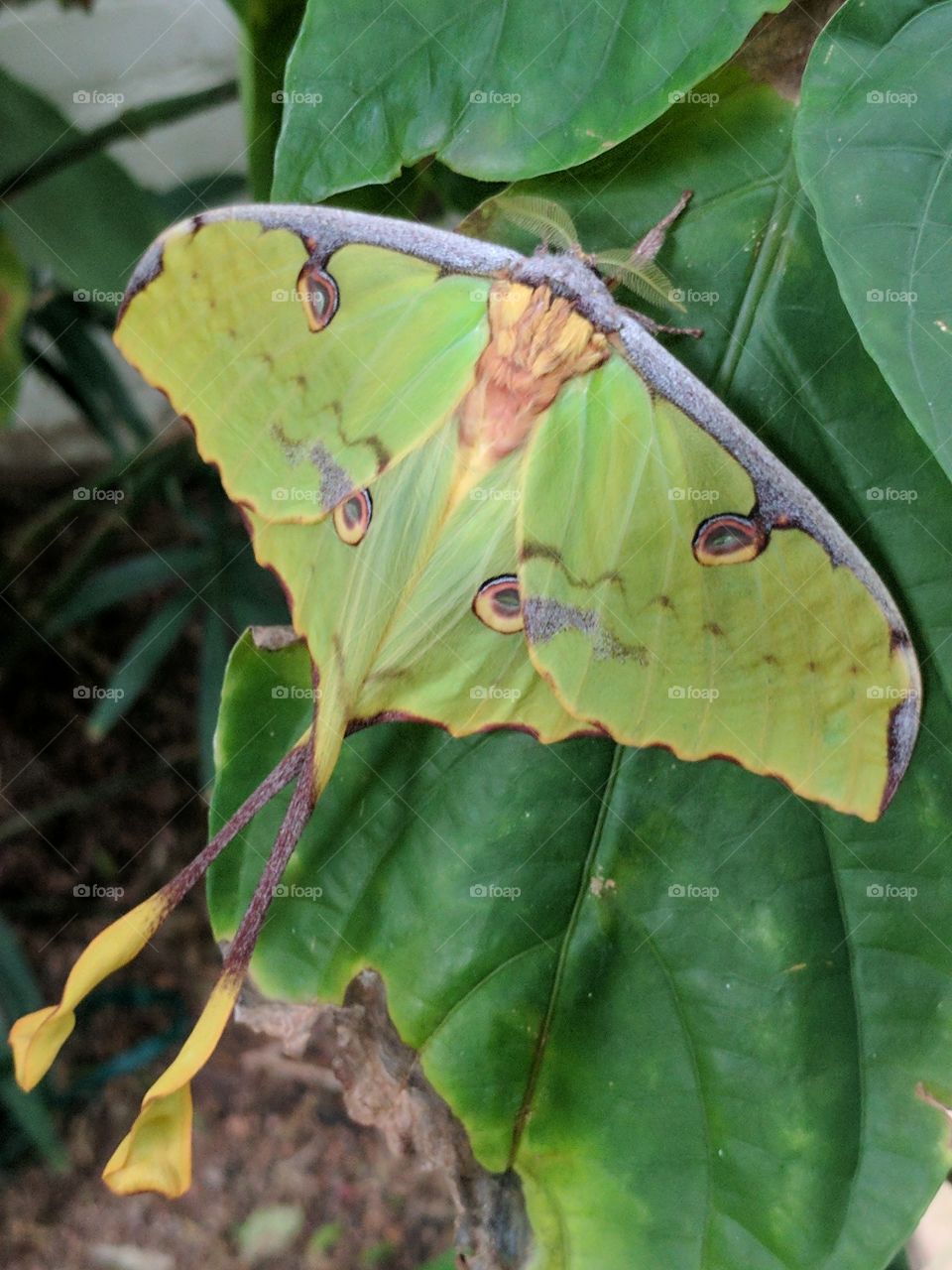 big moon moth