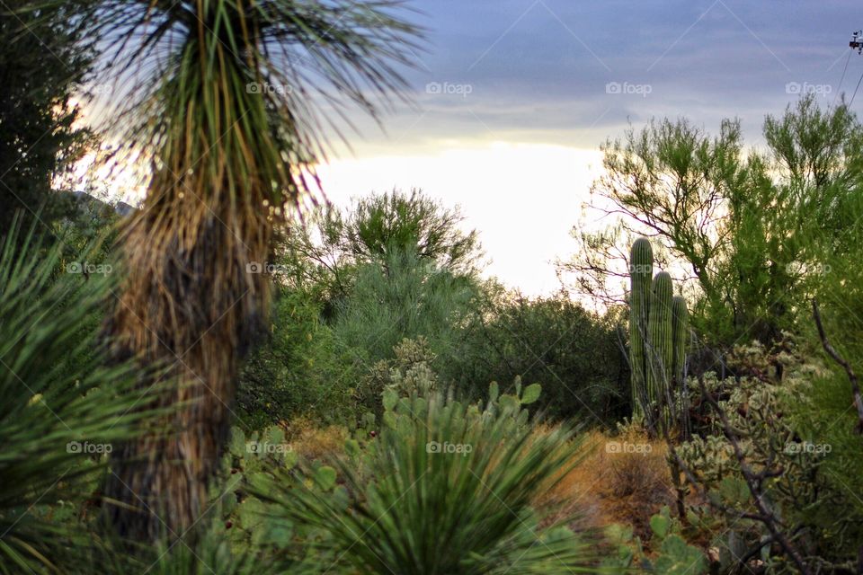 Sonoran desert mornings 