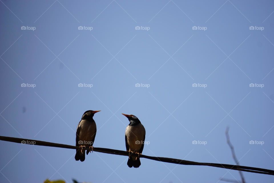 Couple myna bird