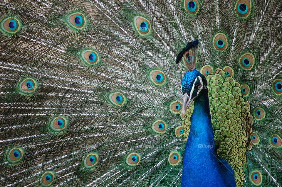 Peacock